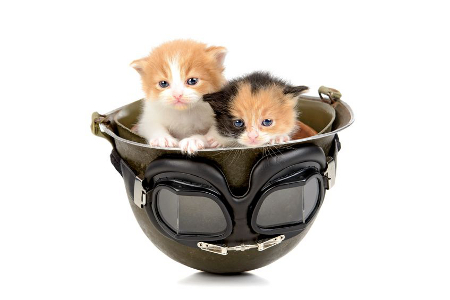 two kittens in military helmet