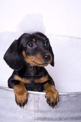 puppy receiving a bath