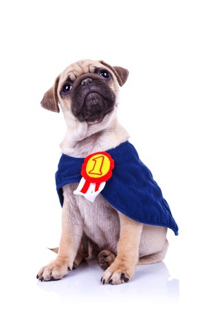 dog wearing cape