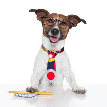 dog smiling wearing glasses and a tie