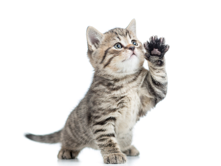 kitten raising front paw